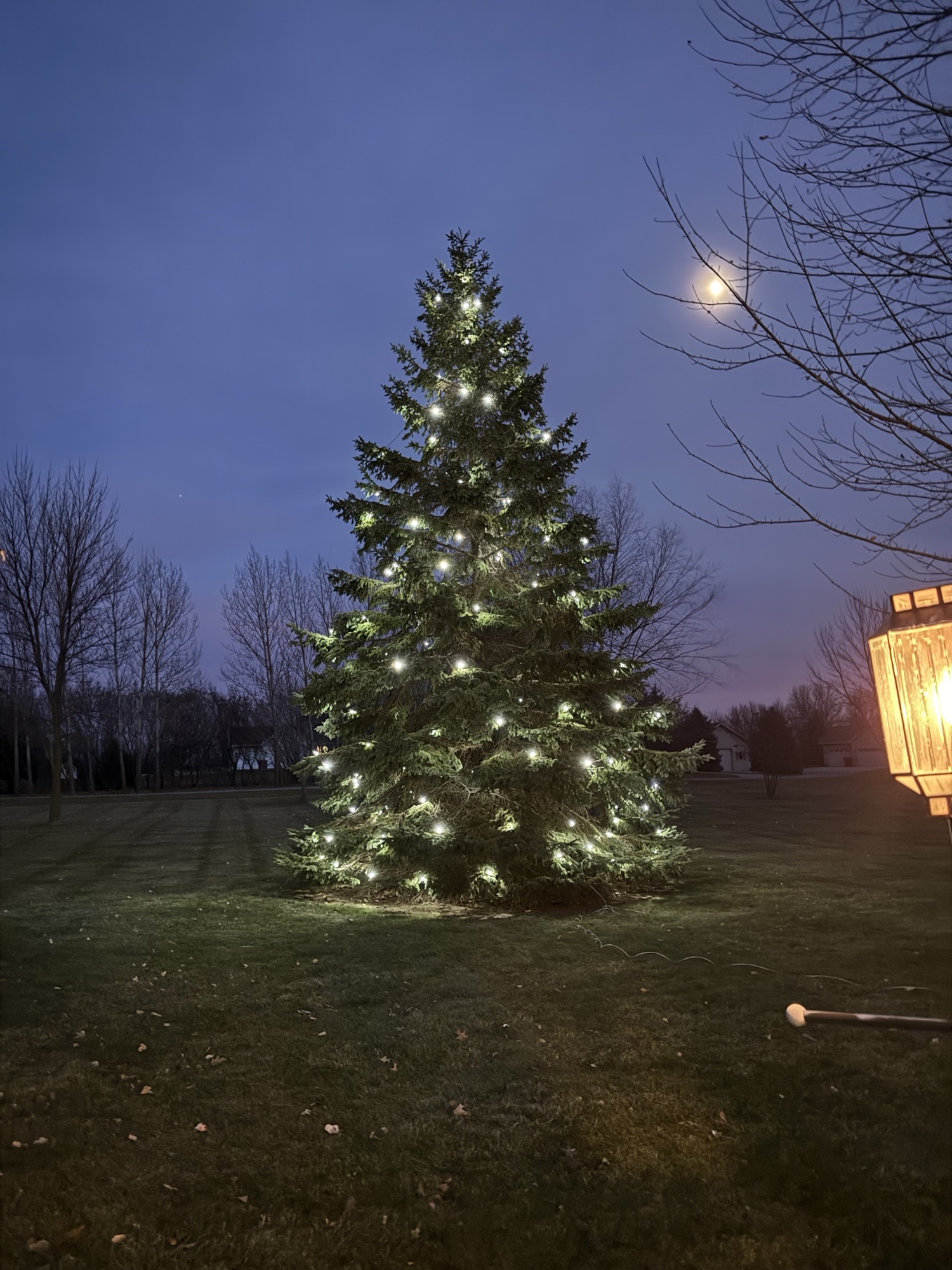 Evergreen tree with white Christmas lights in an open yard
