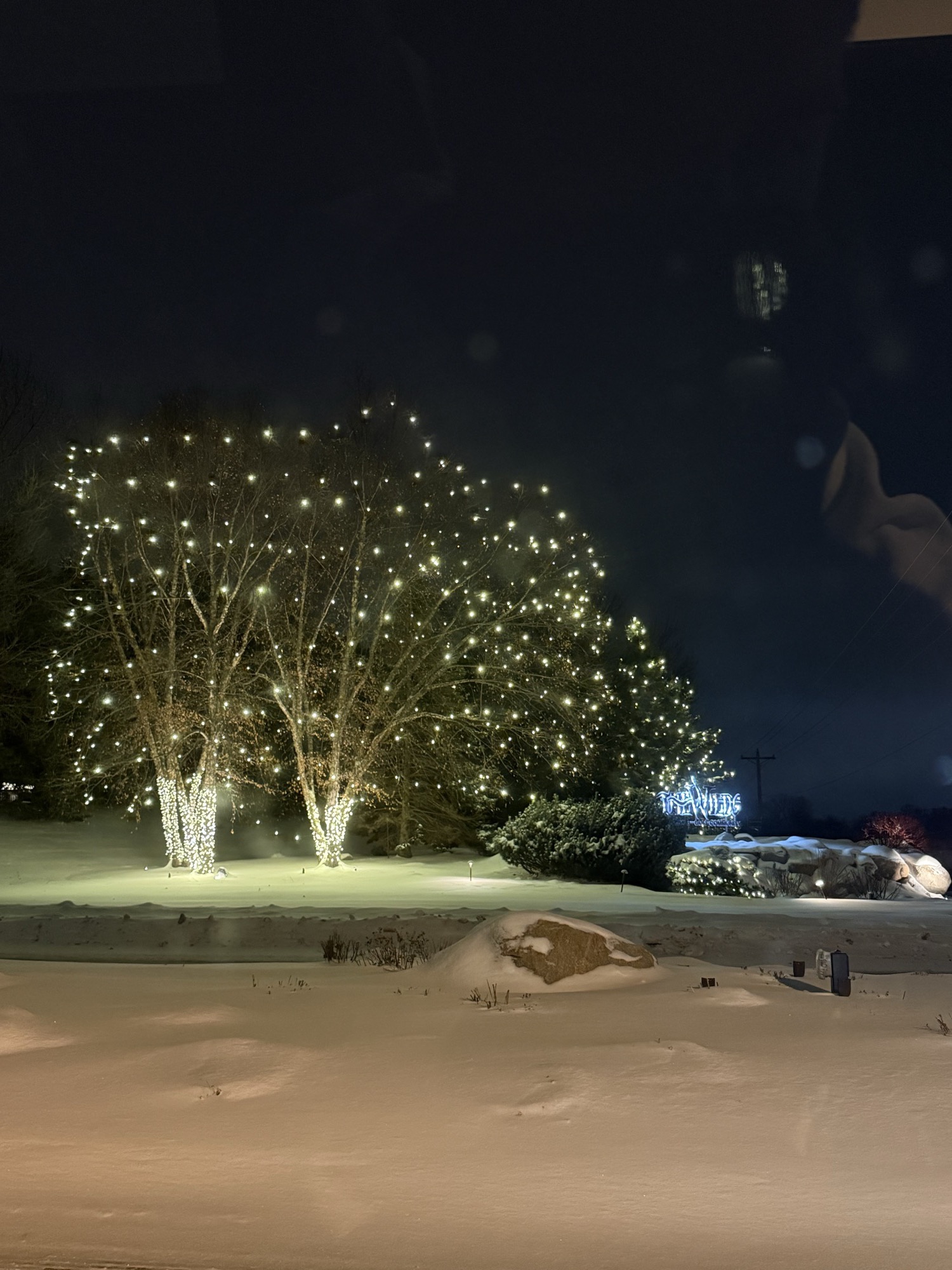 Wrapped birch trees with Christmas lights in the snow