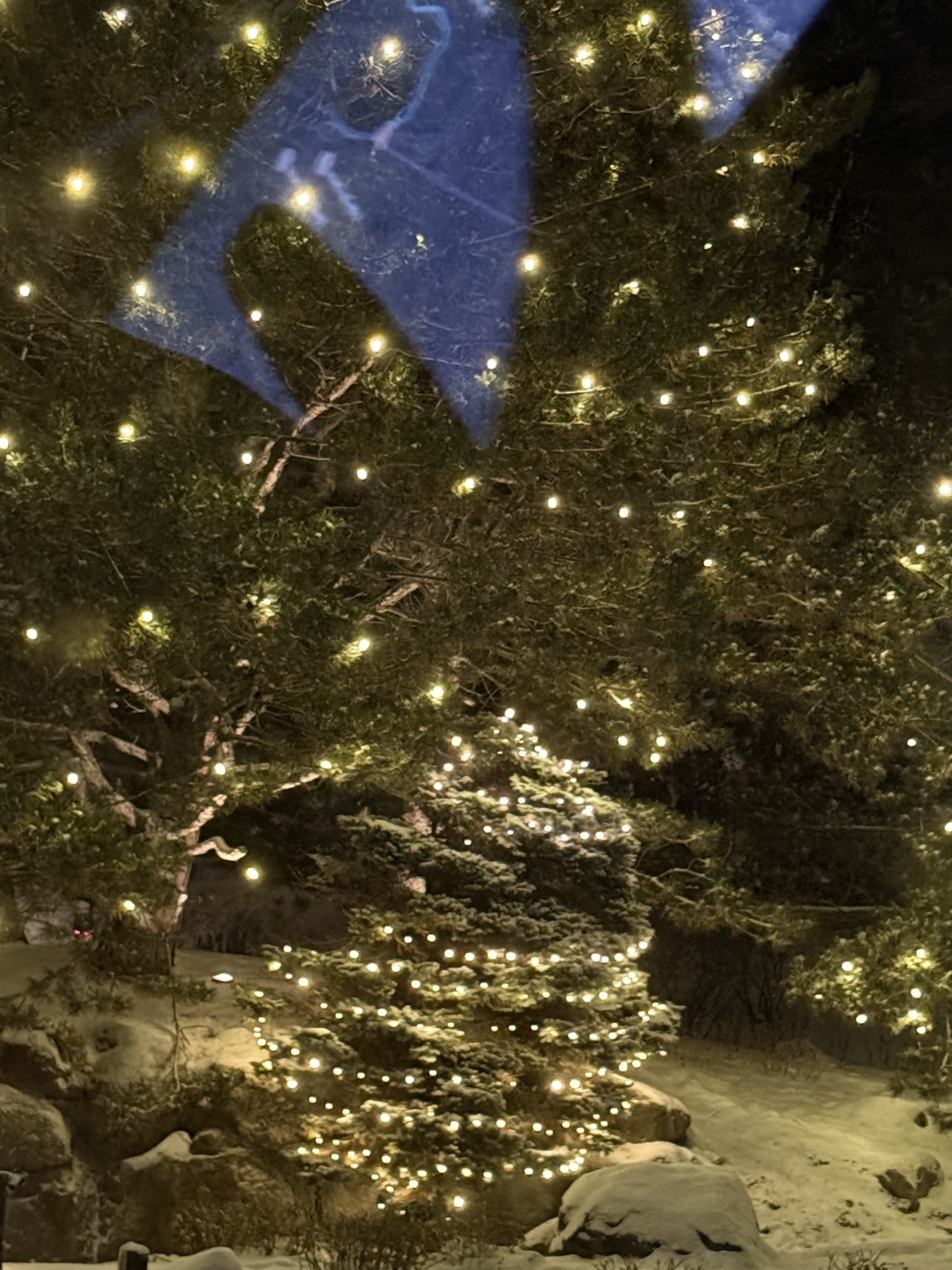 Snowy evergreen trees with warm white Christmas lights