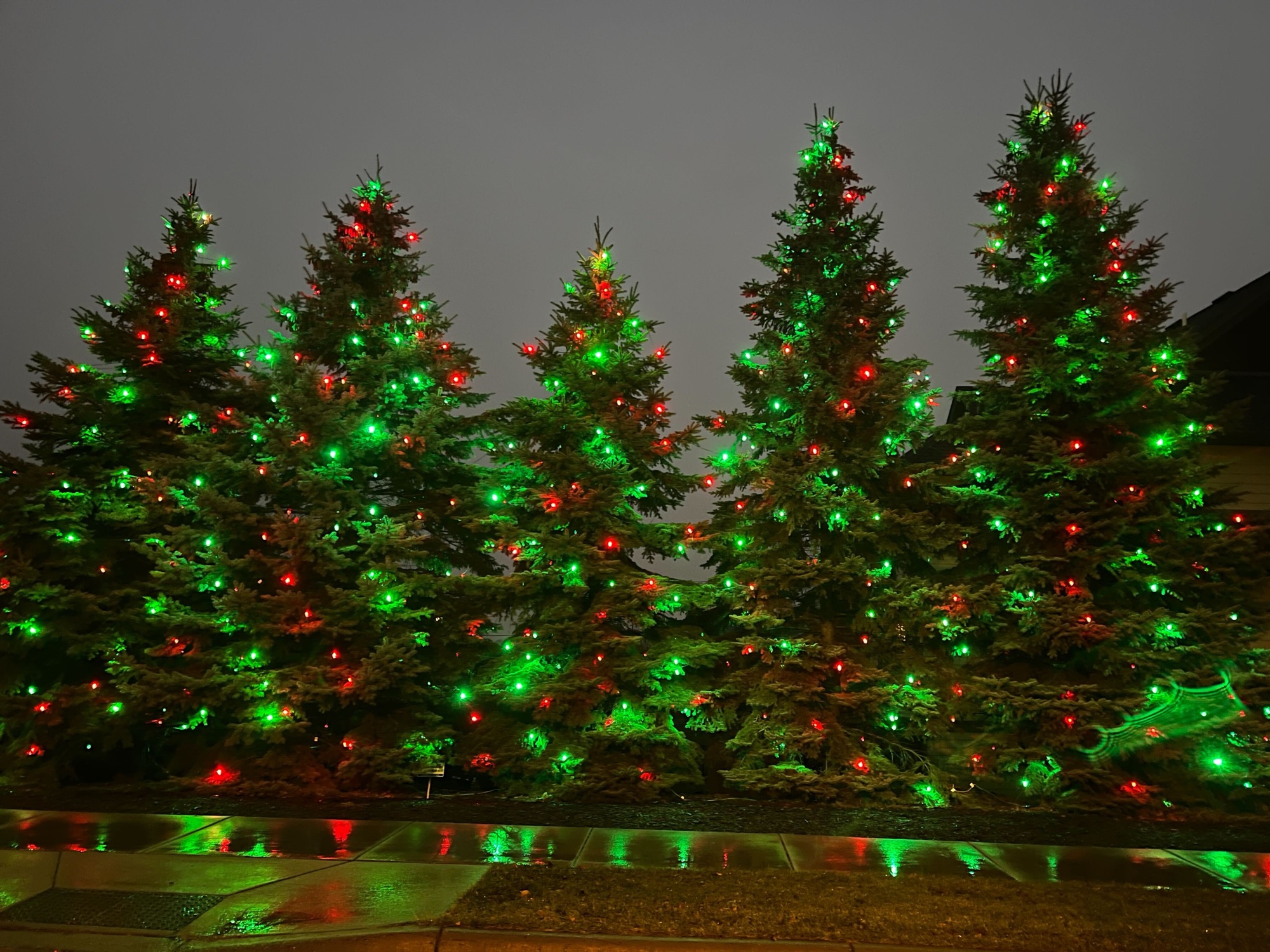 Row of evergreen trees with red and green Christmas lights