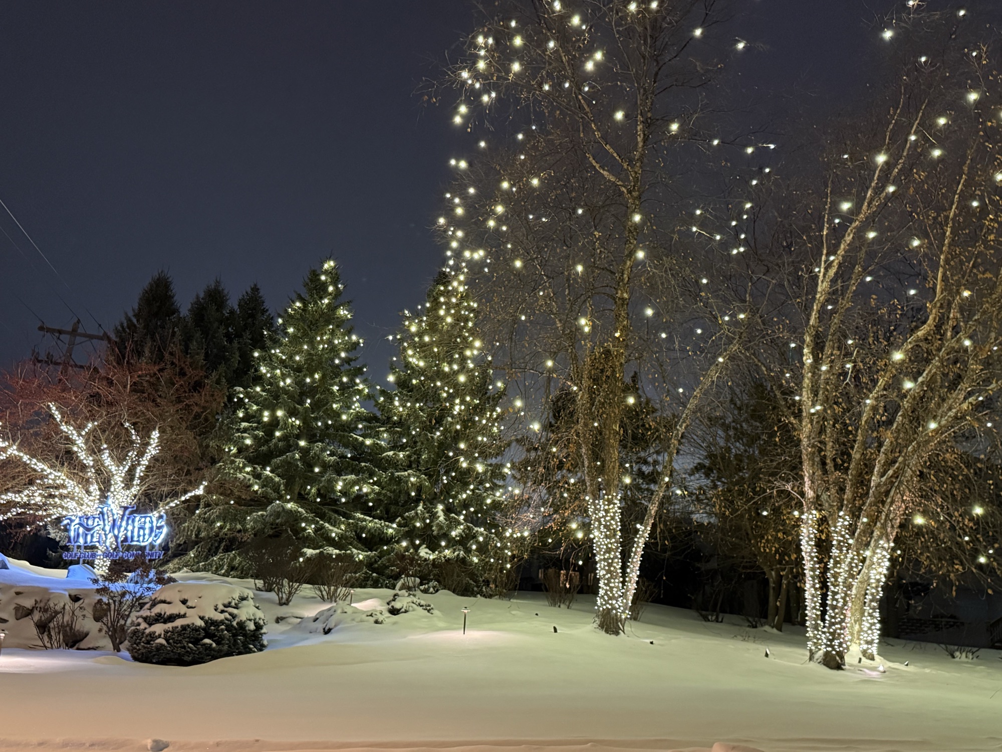 Wrapped birch trees and evergreens with Christmas lights in the snow