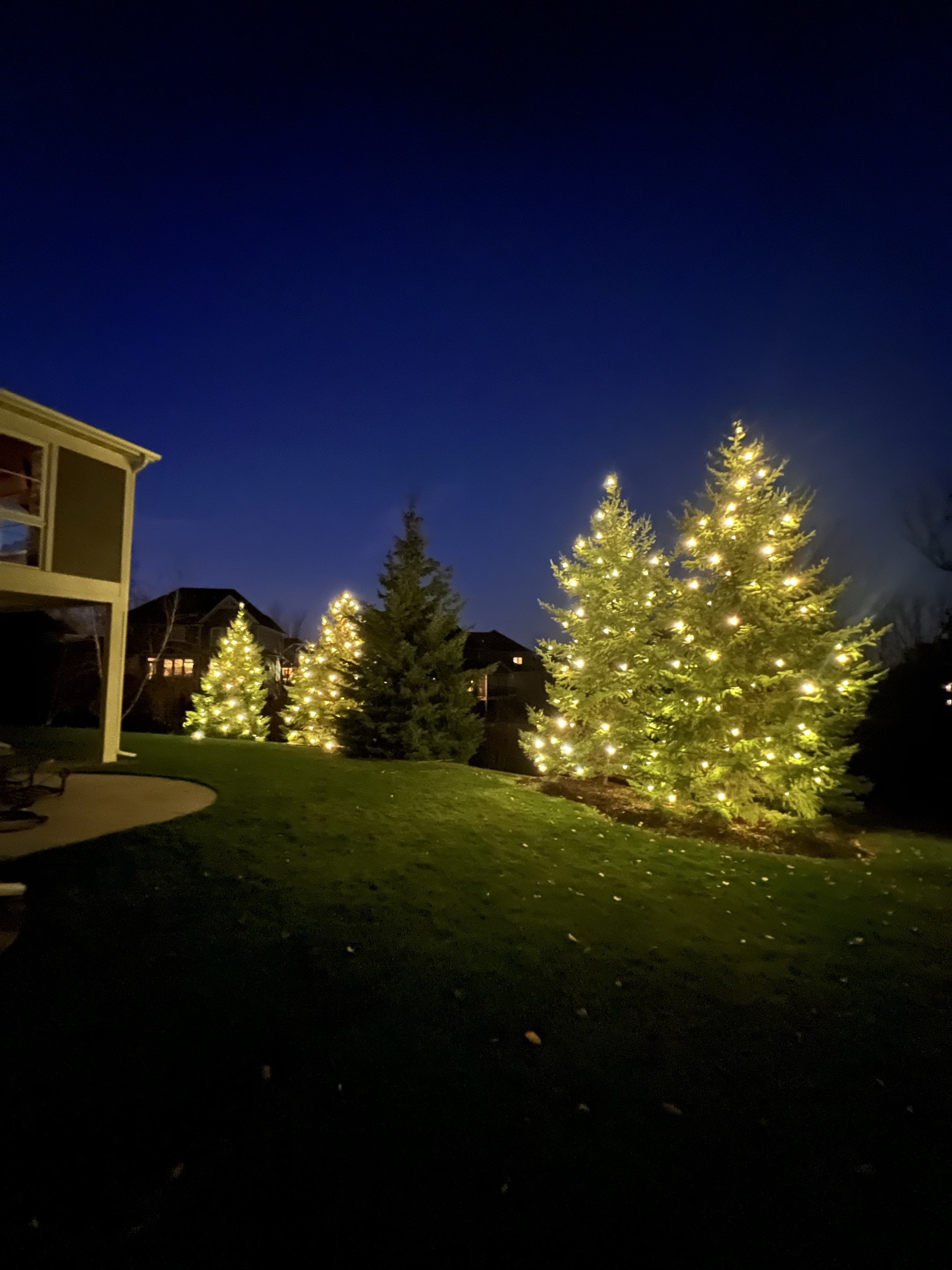 Backyard evergreen trees with warm white Christmas lights
