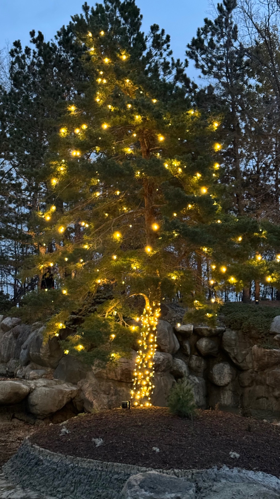 Pine tree with warm white Christmas lights over a boulder wall